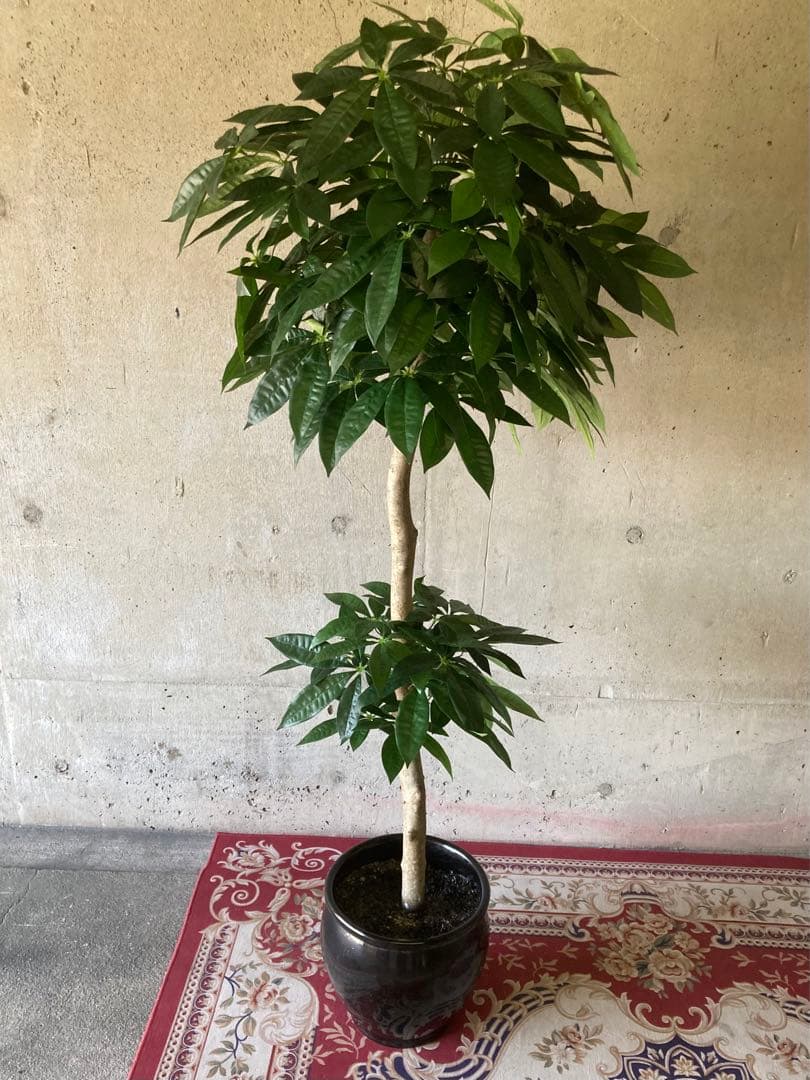 光触媒　人工観葉植物　ウォールグリーン　フェイクグリーン　パキラ16670鉢付