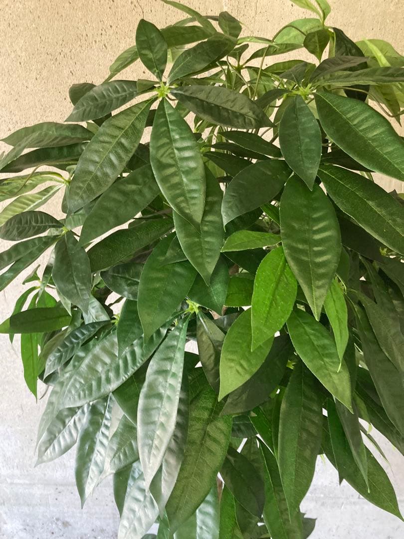 光触媒　人工観葉植物　ウォールグリーン　フェイクグリーン　パキラ16670鉢付