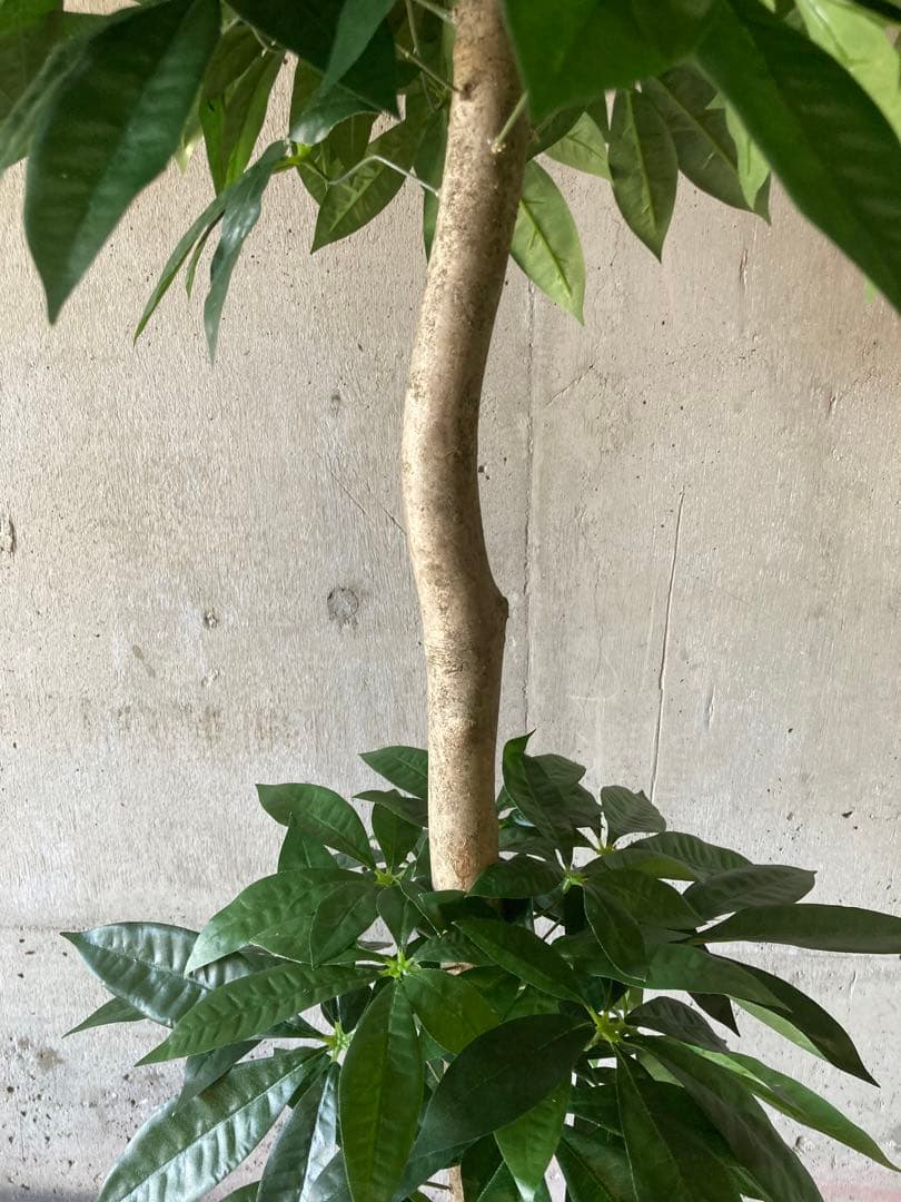 光触媒　人工観葉植物　ウォールグリーン　フェイクグリーン　パキラ16670鉢付