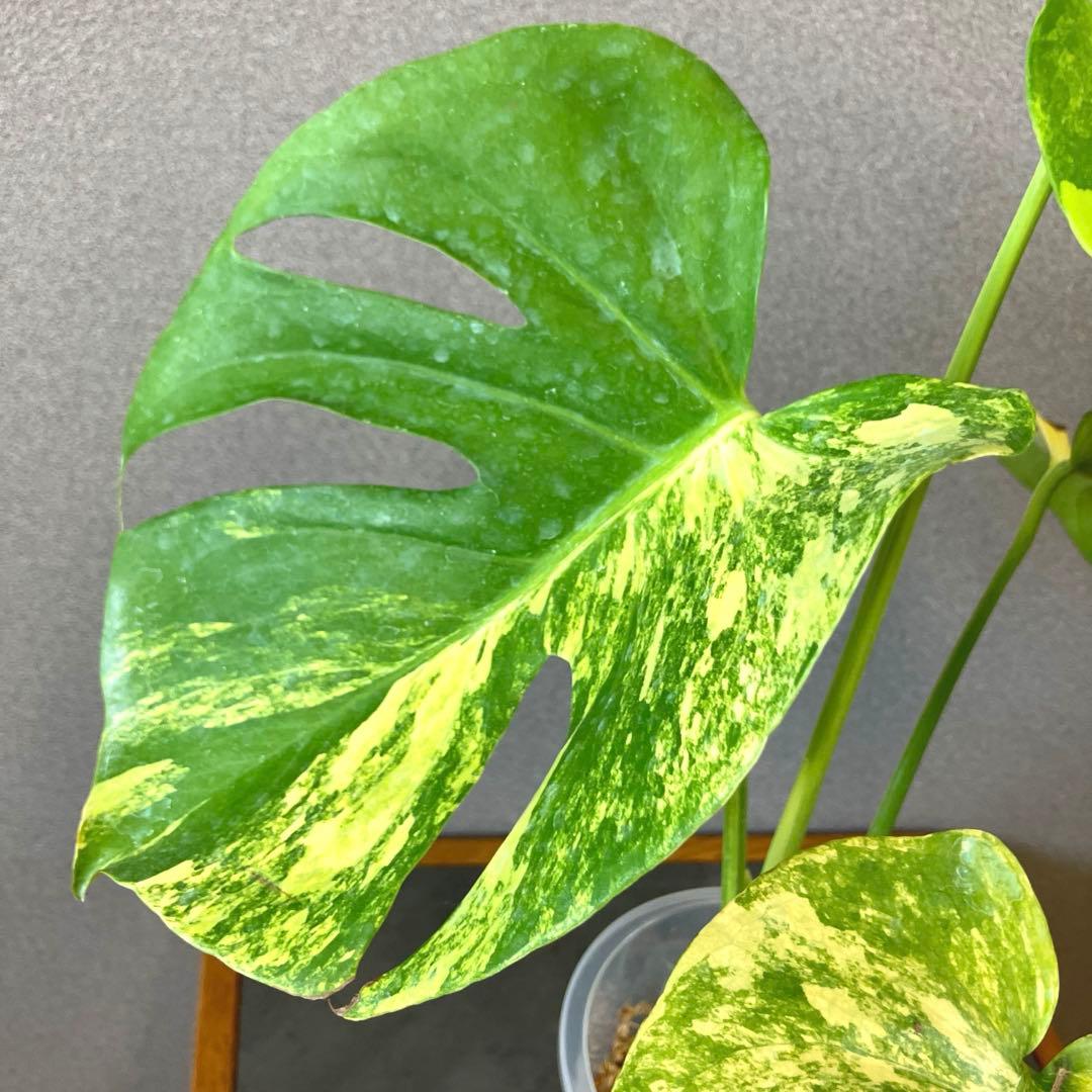 超希少❗️モンステラ　デリシオーサ　ポンポン✨