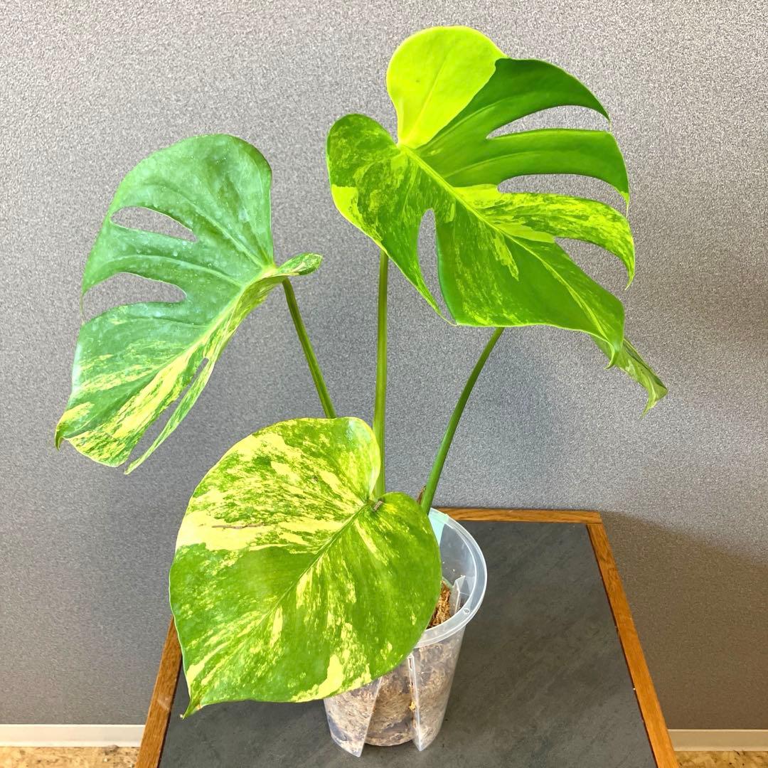 超希少❗️モンステラ　デリシオーサ　ポンポン✨