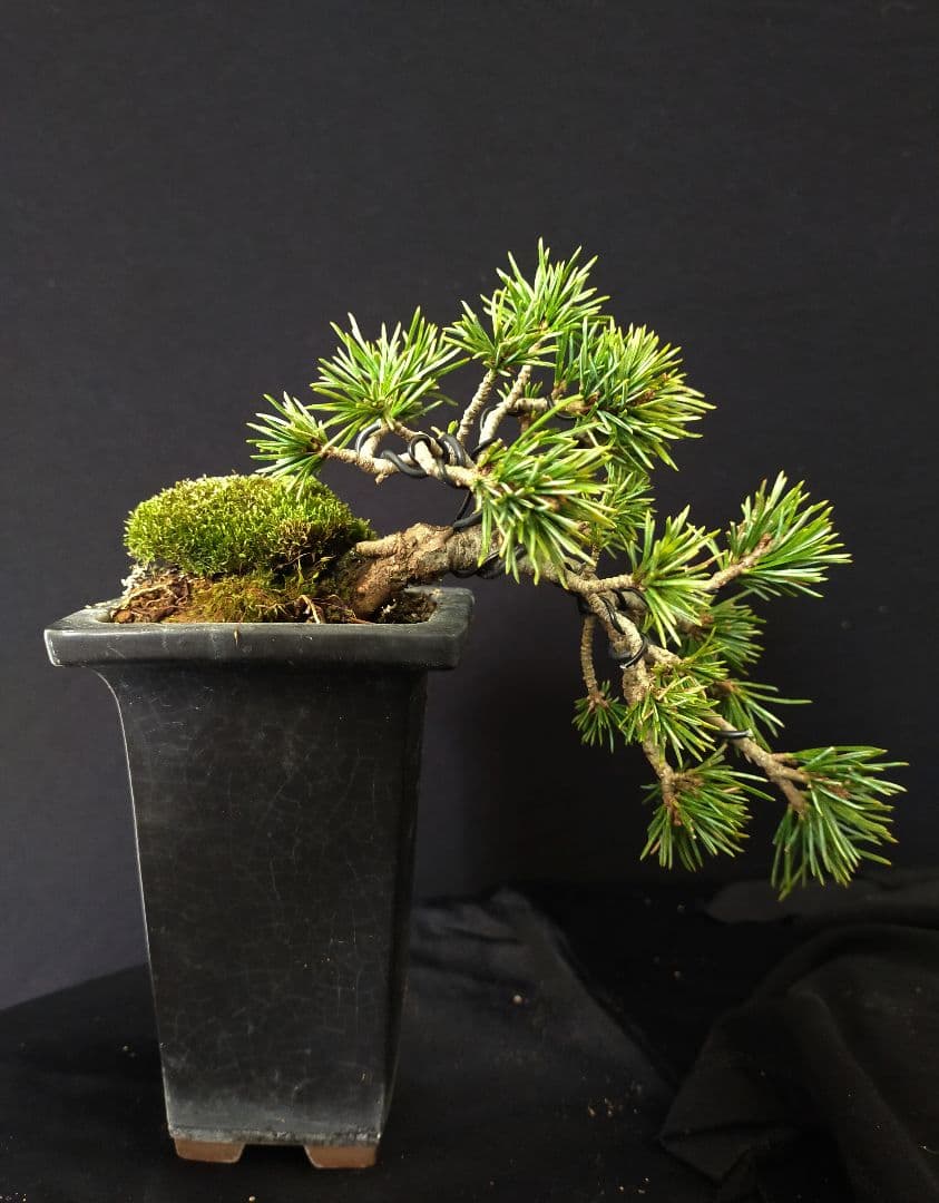 八房五葉松　盆栽　懸崖