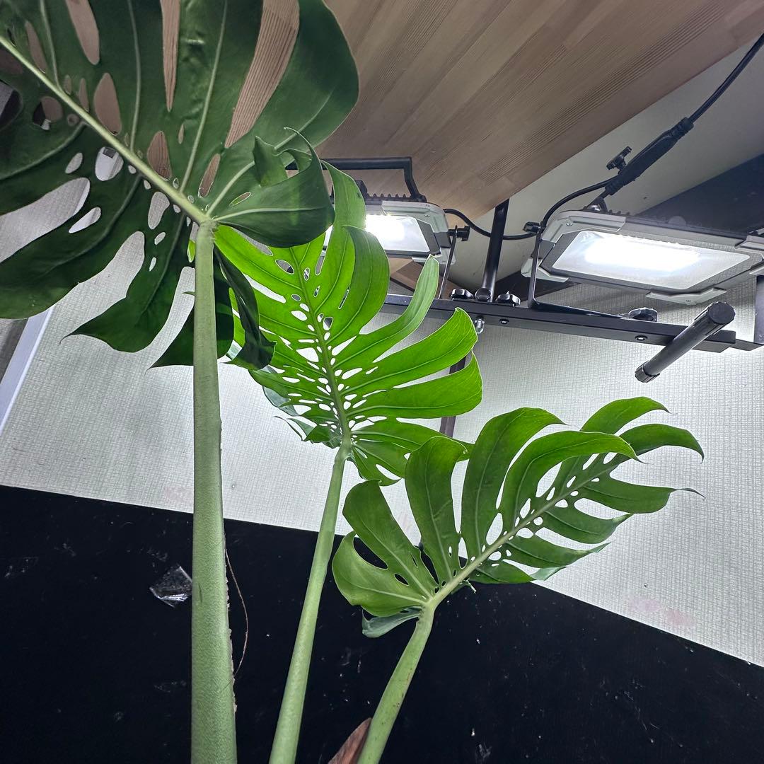 モンステラデリシオーサマクロコズム超希少系統鉢植え80㎝