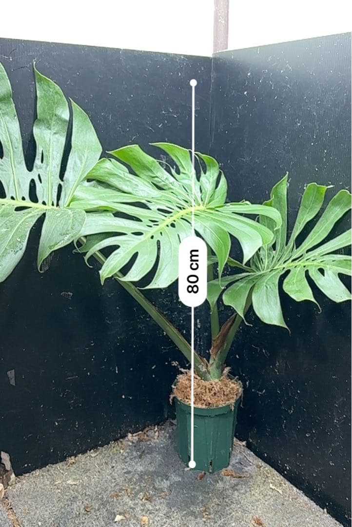 モンステラデリシオーサマクロコズム超希少系統鉢植え80㎝