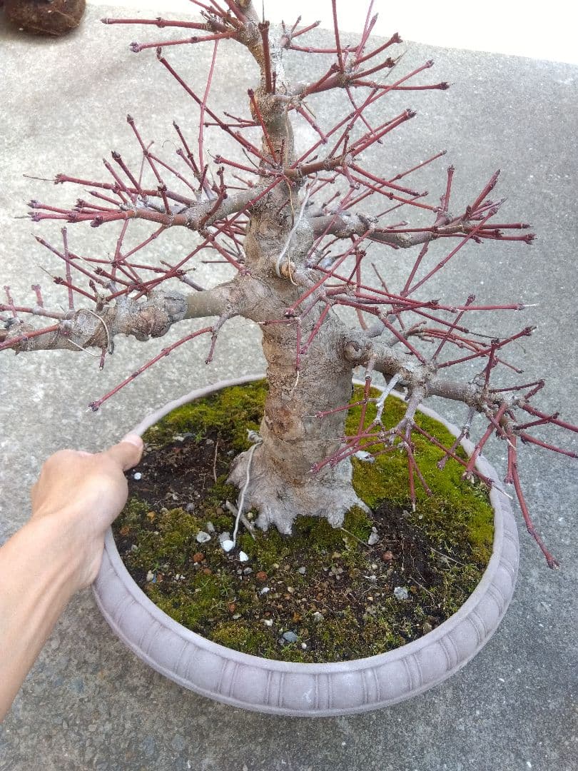 もみじ　紅葉　盆栽　10号鉢つき　幹太大株❗