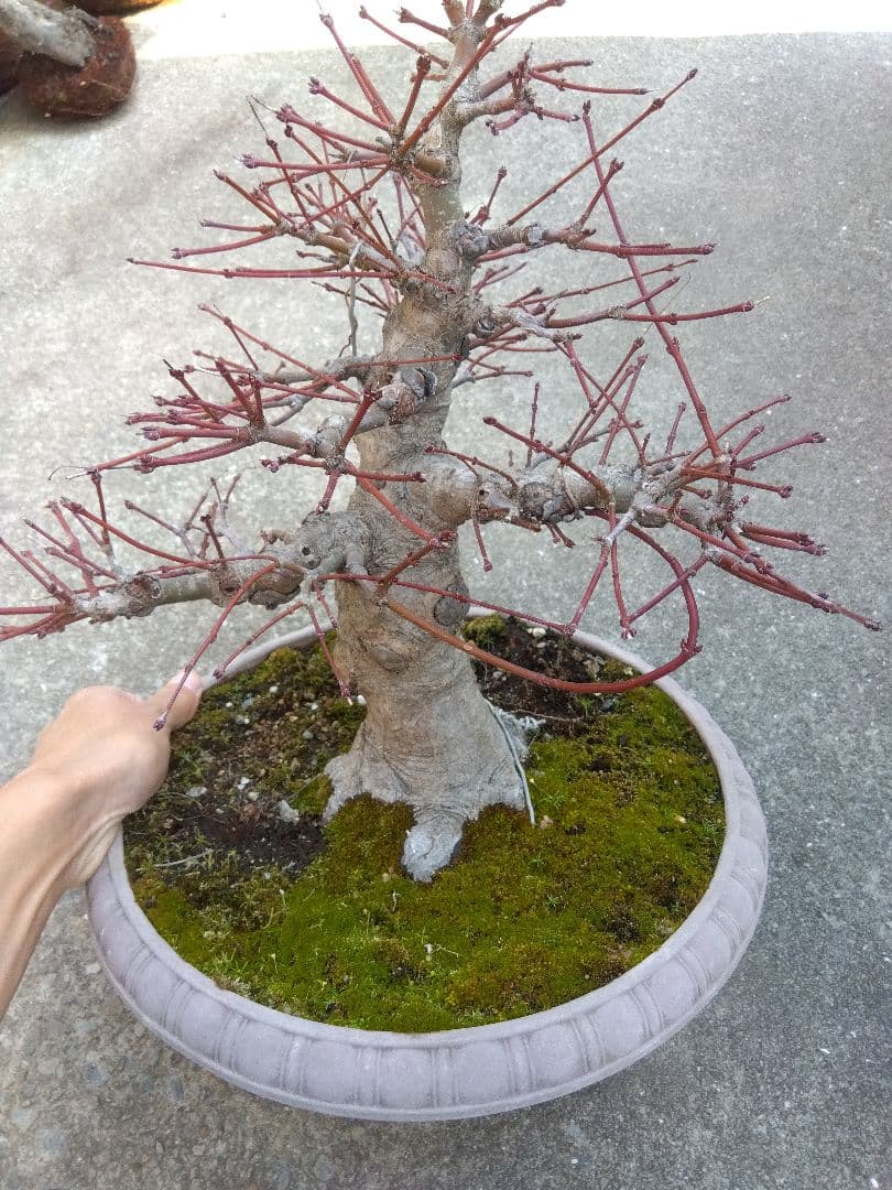 もみじ　紅葉　盆栽　10号鉢つき　幹太大株❗