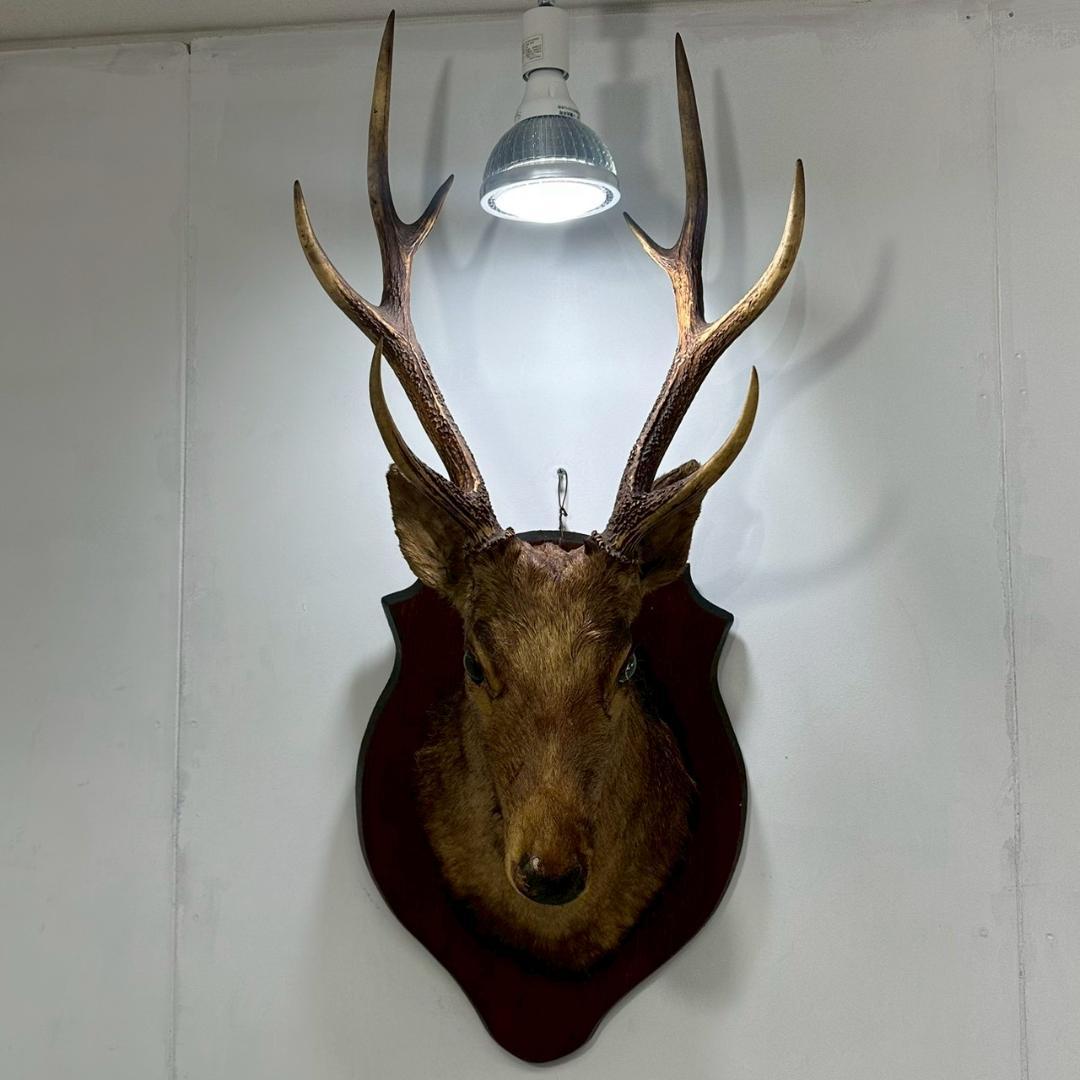iΦ【引き取り歓迎】鹿の剥製 壁掛け ニホンジカ ハンティングトロフィー