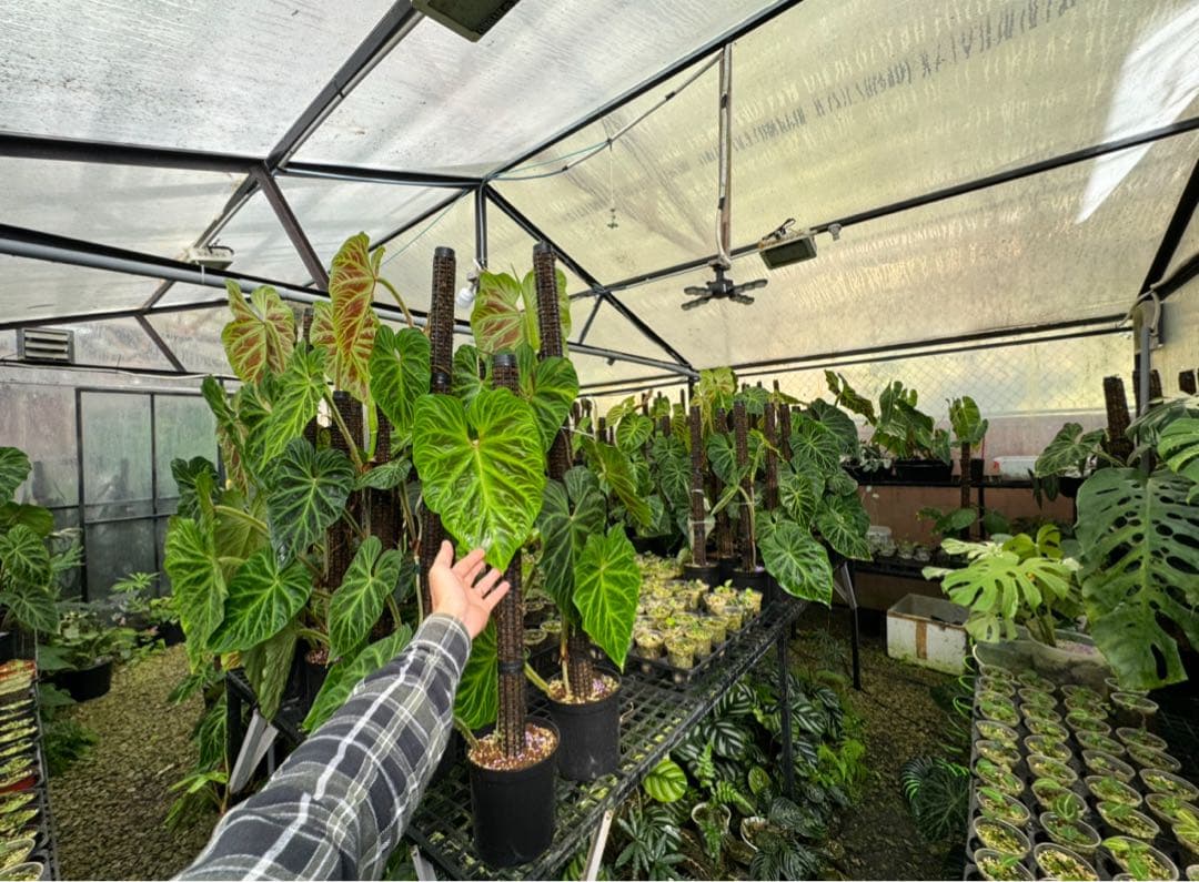 水苔無しモスポール　50本まとめ　29cmサイズ