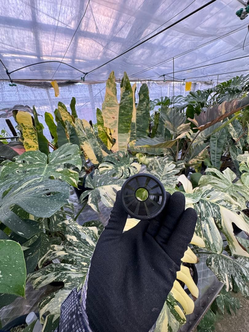 水苔無しモスポール　50本まとめ　29cmサイズ