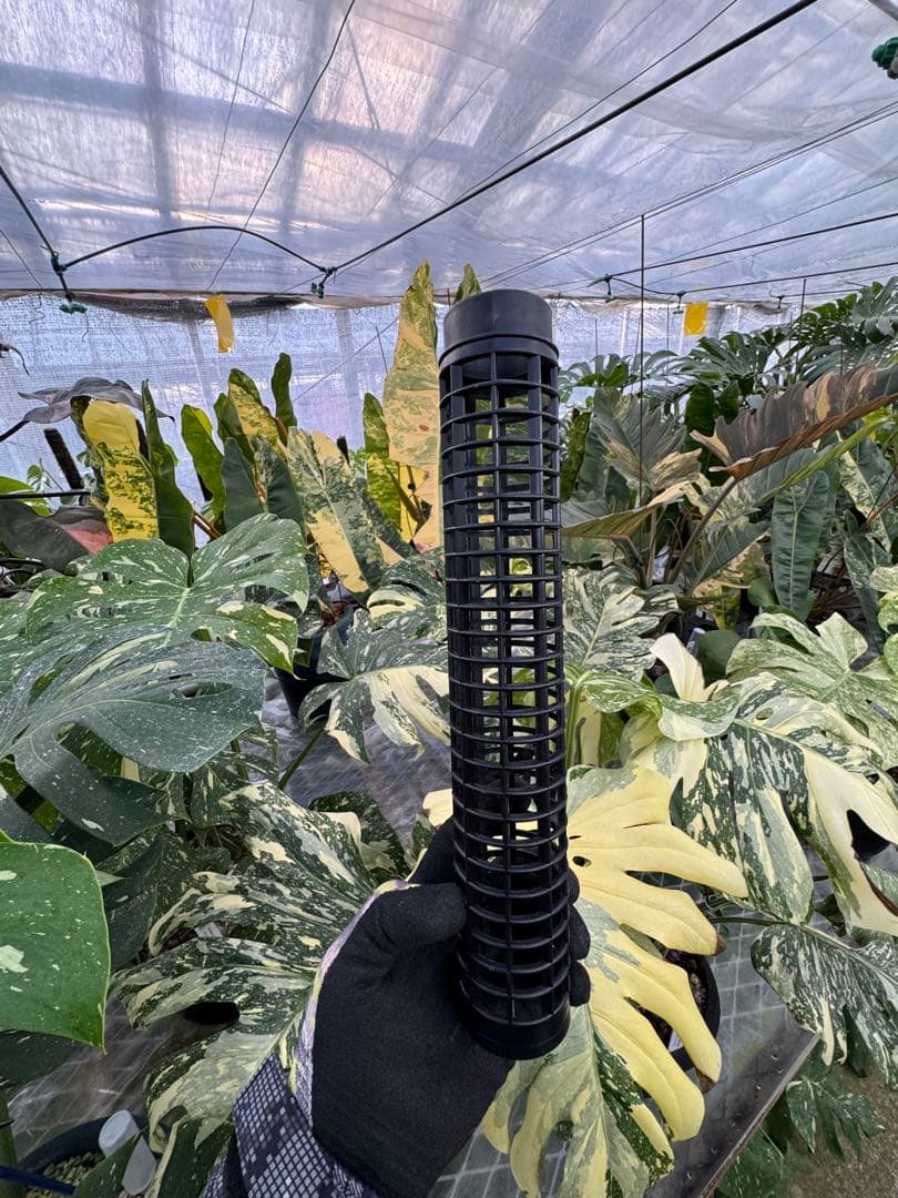 水苔無しモスポール　50本まとめ　29cmサイズ