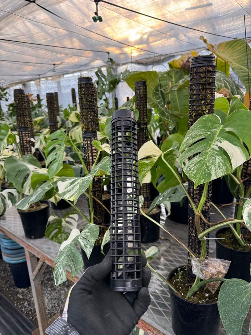 水苔無しモスポール　50本まとめ　29cmサイズ