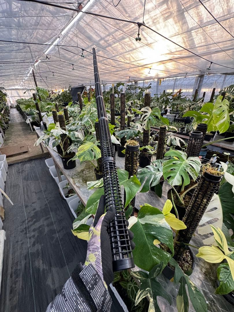 水苔無しモスポール　50本まとめ　29cmサイズ