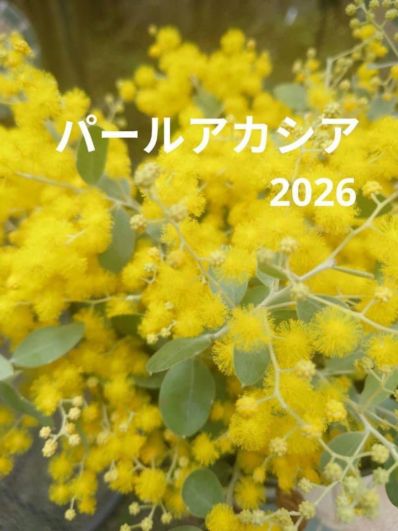 パールアカシア　フレッシュ　真珠葉　切枝　保水有り