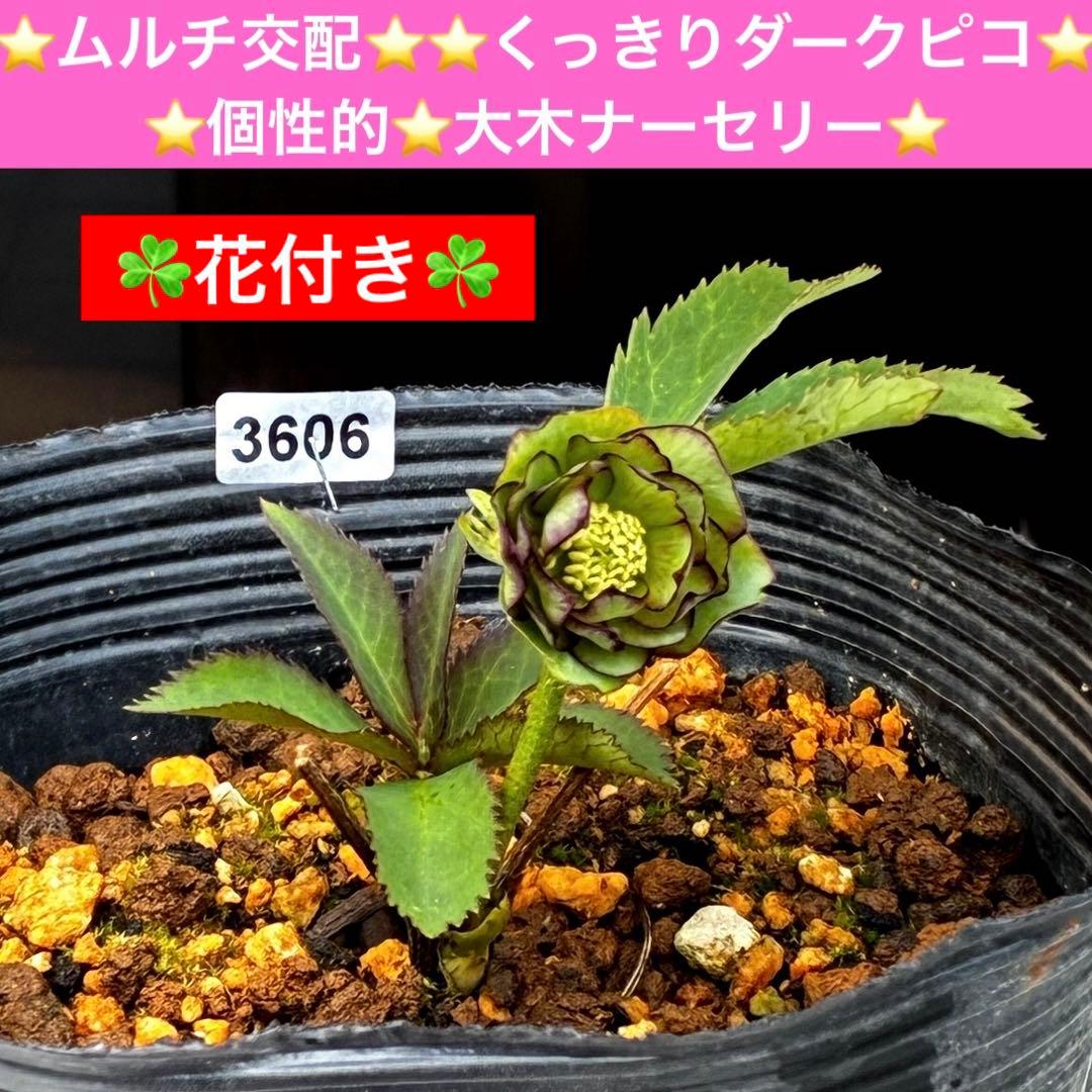 3606☘️花付き☘️⭐️ムルチ交配⭐️個性的⭐️くっきりダークピコティー⭐️大木
