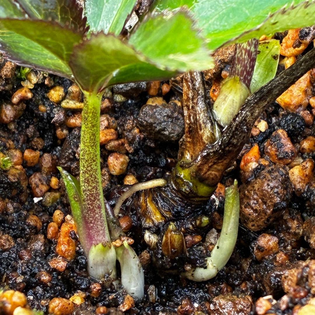 3606☘️花付き☘️⭐️ムルチ交配⭐️個性的⭐️くっきりダークピコティー⭐️大木