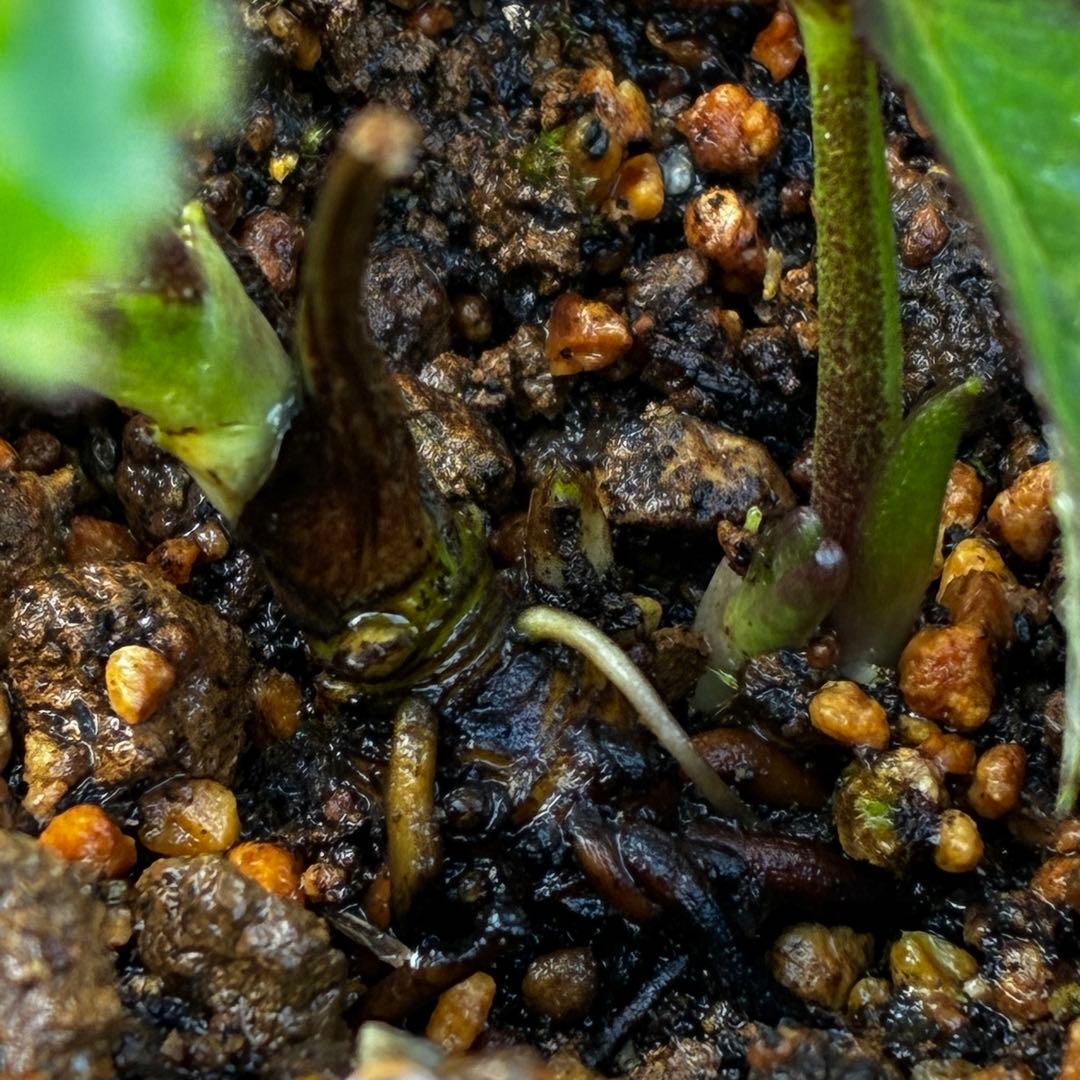 3606☘️花付き☘️⭐️ムルチ交配⭐️個性的⭐️くっきりダークピコティー⭐️大木