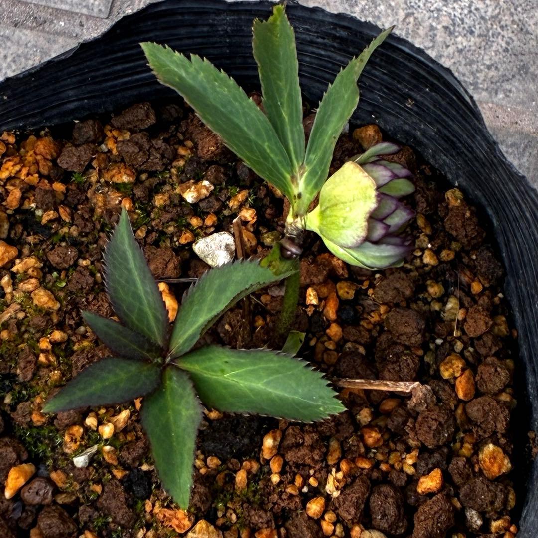 3606☘️花付き☘️⭐️ムルチ交配⭐️個性的⭐️くっきりダークピコティー⭐️大木