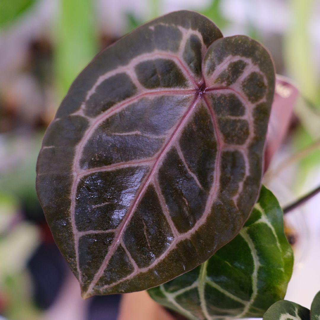 【正規タグ】Anthurium 'Michelle'│アンスリウム・ミシェル②
