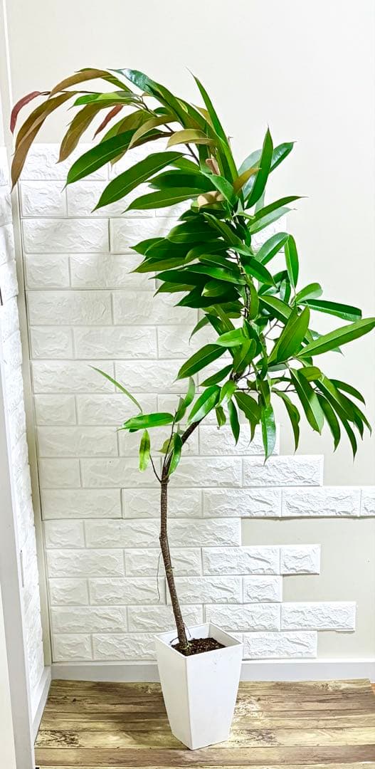 フィカスアムステルダムキング⭐️曲がり⭐️約150cm⭐️観葉植物