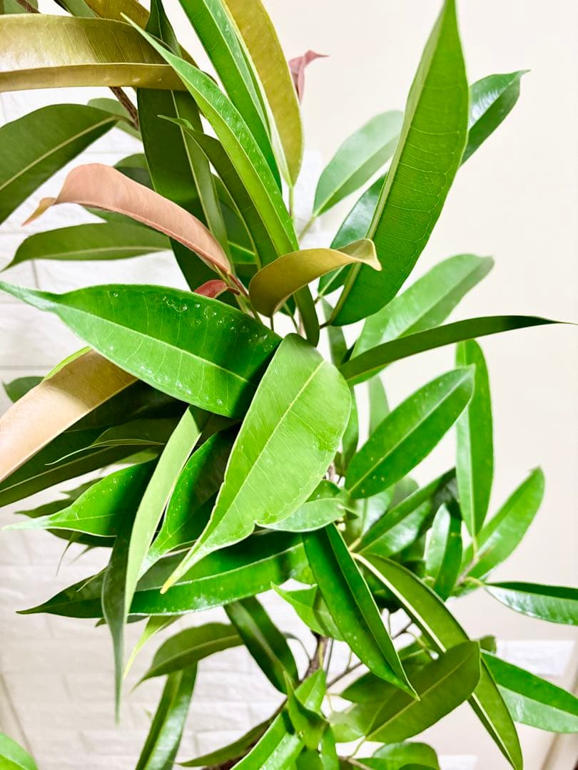 フィカスアムステルダムキング⭐️曲がり⭐️約150cm⭐️観葉植物