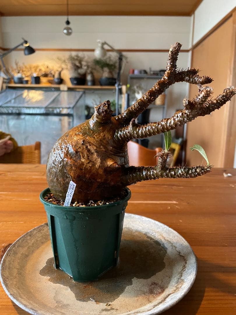 【現地／発根済】パキポディウム　グラキリス（塊根植物）ODDROOTS管理株