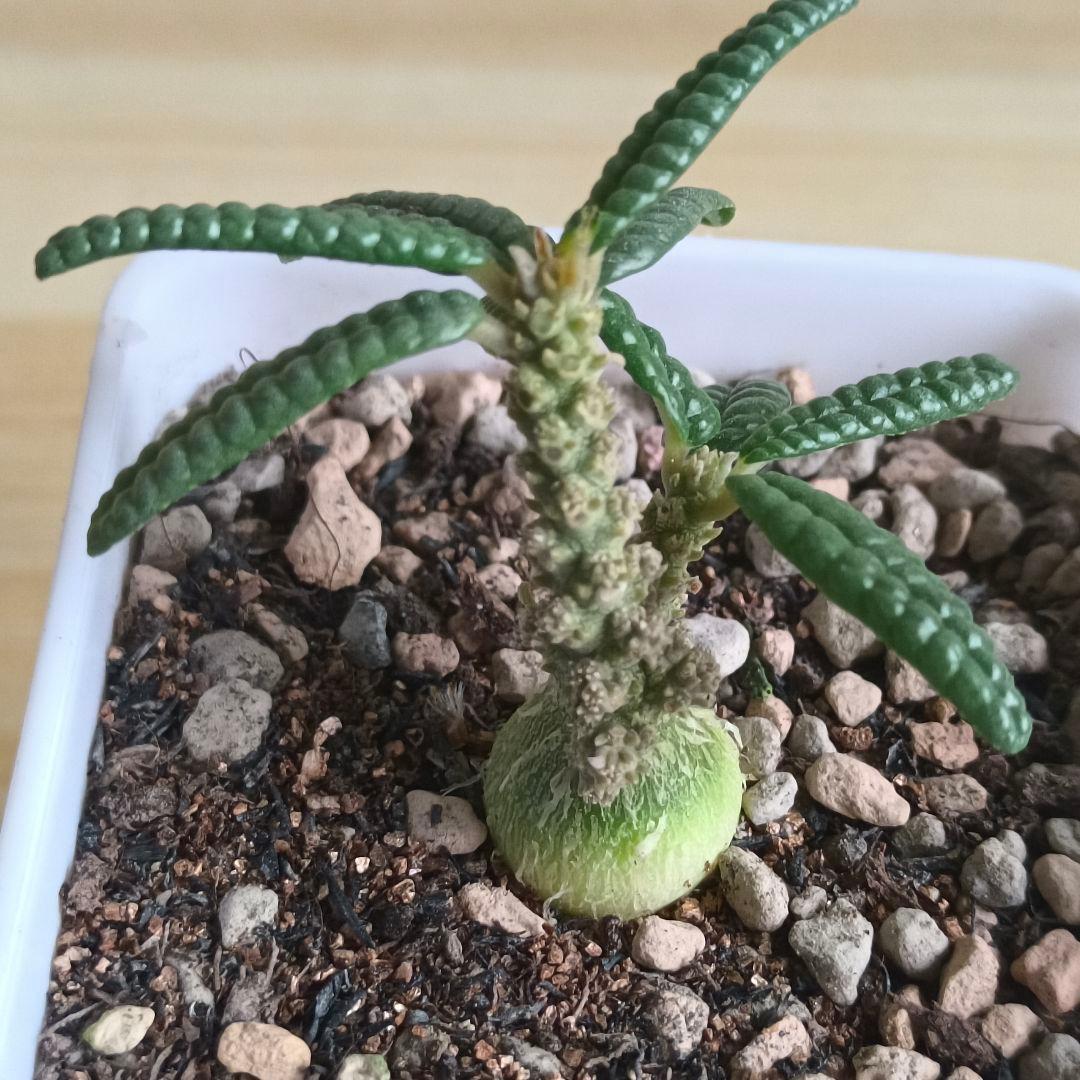 風*s様 748 ドルステニア ギガス ブラータ 実生株 希少厳選株【簡単に葉が