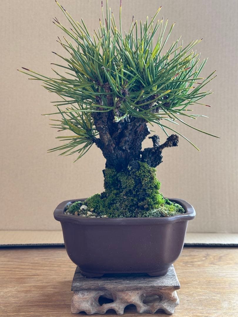 盆栽 小品盆栽 錦松(夢錦)-5