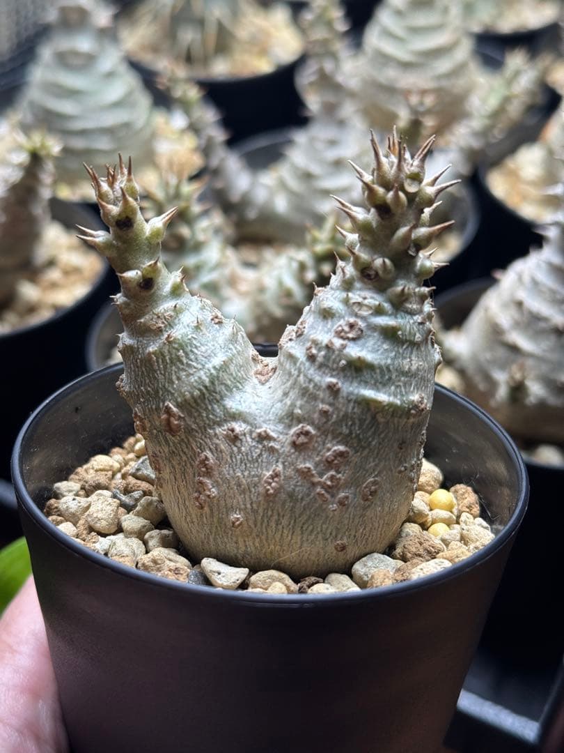 （レア株二頭）パキポディウム　ウィンゾリー　国内実生