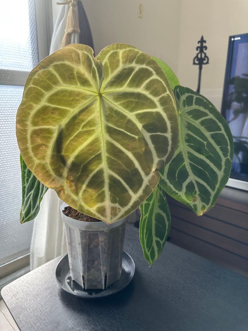 クリスタリナム×ドラヤキ アンスリウム大株 葉数多め アンスリウム