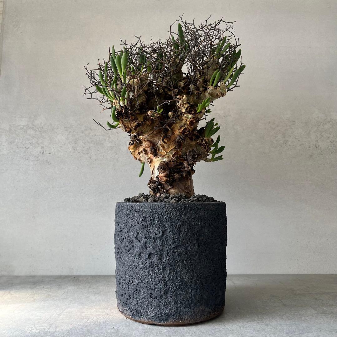 【大株】　チレコドン　レティキュラータス　万物想　現地球　発根済　陶器鉢セット