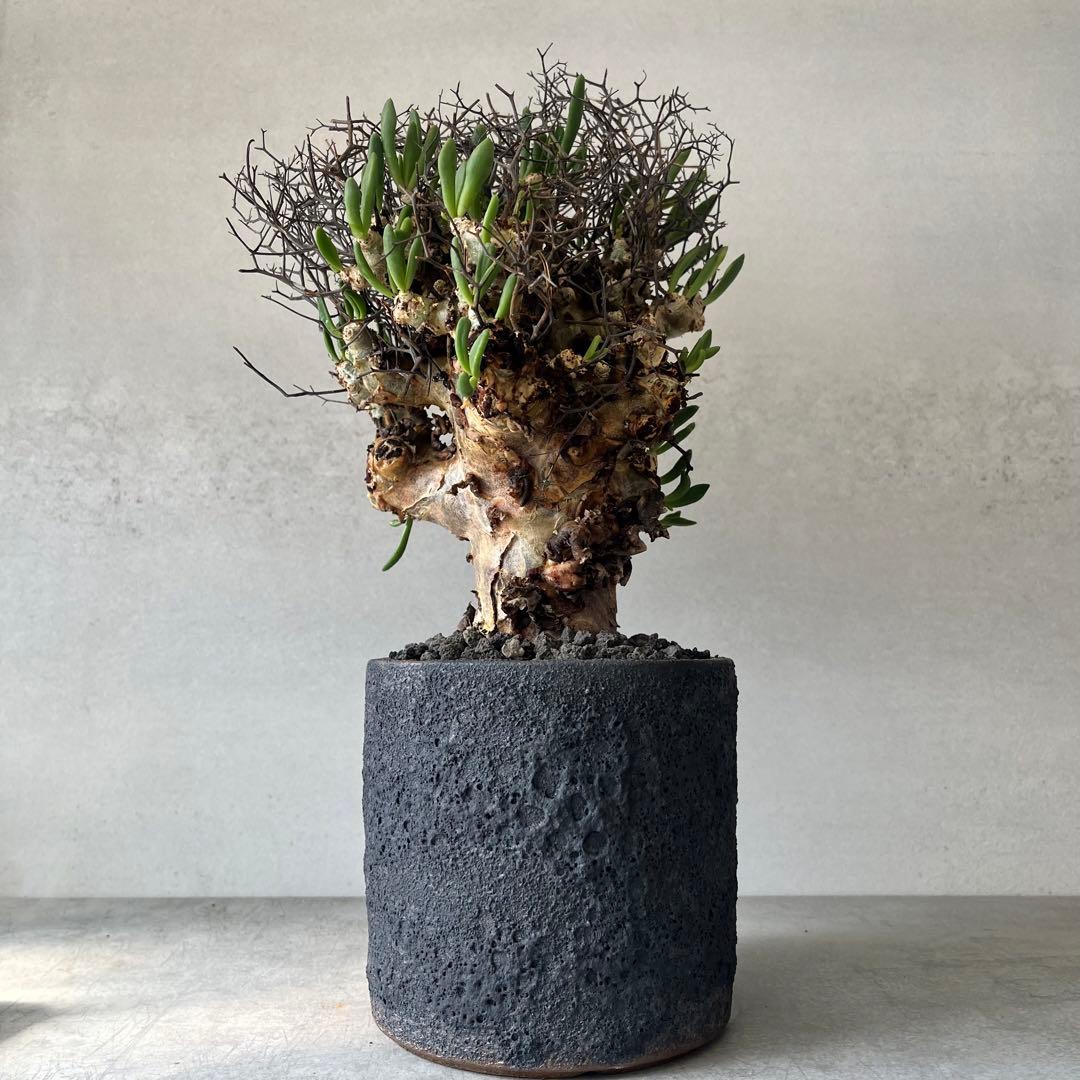 【大株】　チレコドン　レティキュラータス　万物想　現地球　発根済　陶器鉢セット