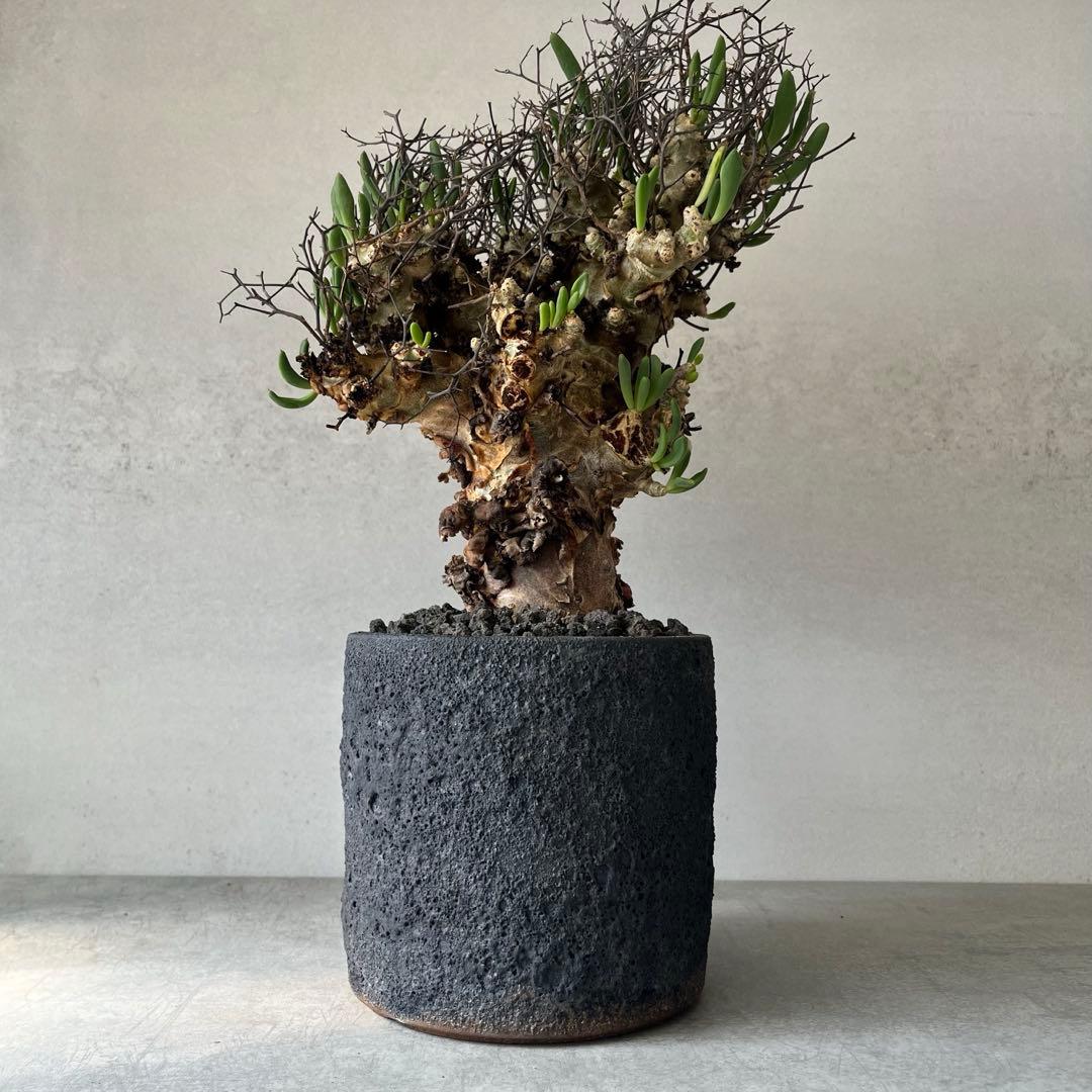 【大株】　チレコドン　レティキュラータス　万物想　現地球　発根済　陶器鉢セット