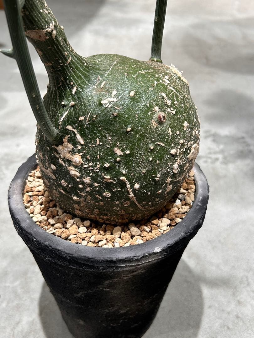 まんまる！アデニア　グロボーサ　鉢付き