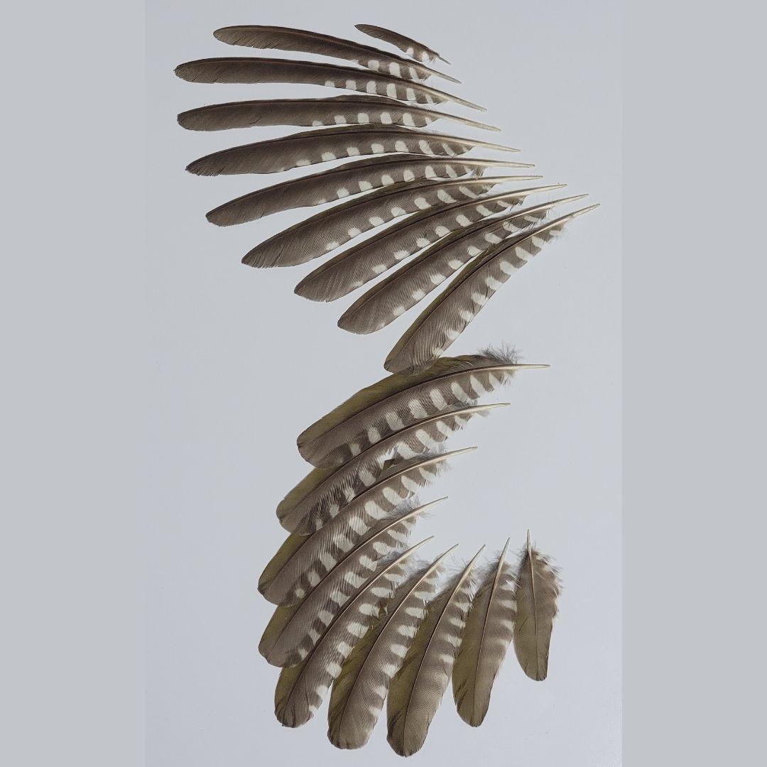 野鳥の羽根 アオゲラ 羽根