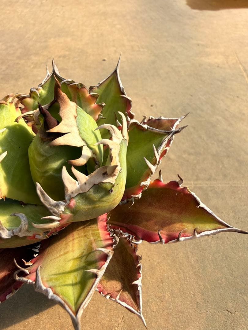 レッドキャットウィーズル 斑入り｜ピンク差し斑｜3.5寸鉢｜希少　斑入りRCW