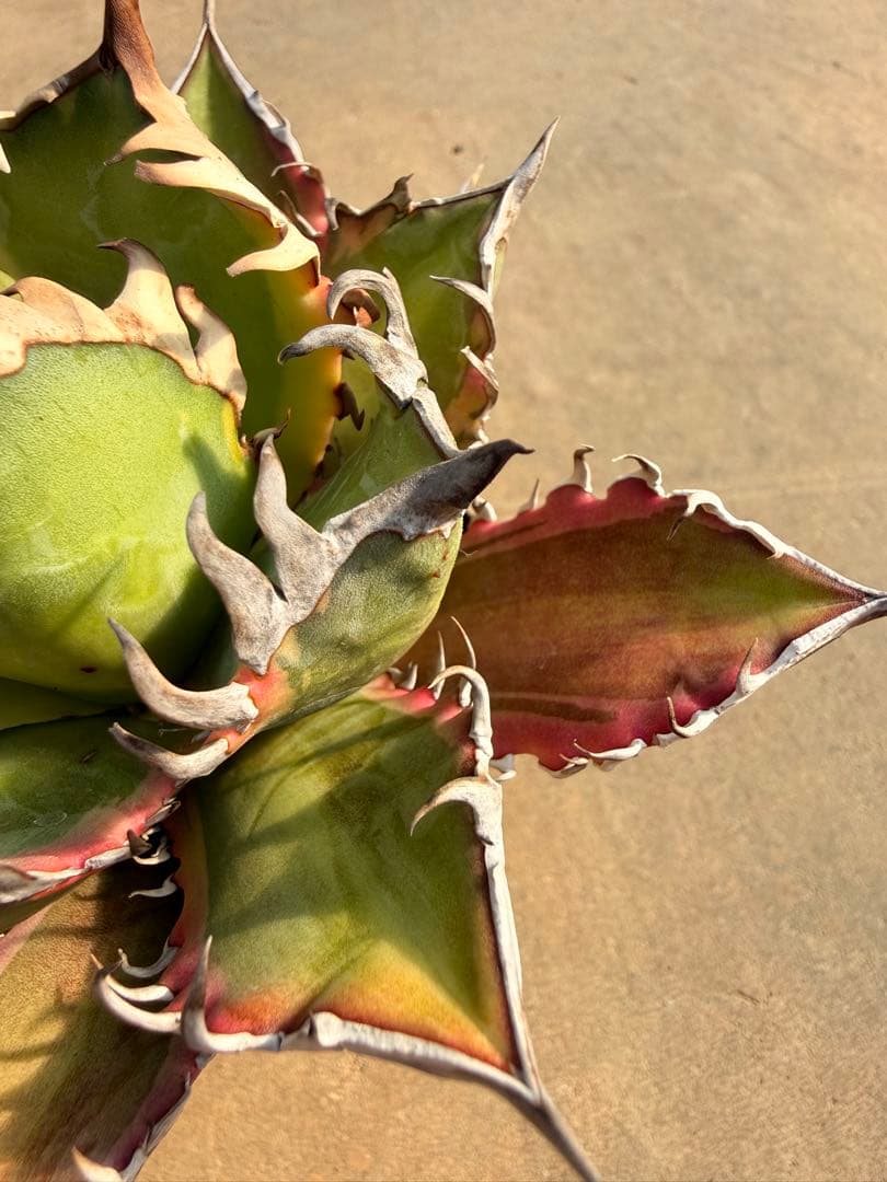 レッドキャットウィーズル 斑入り｜ピンク差し斑｜3.5寸鉢｜希少　斑入りRCW