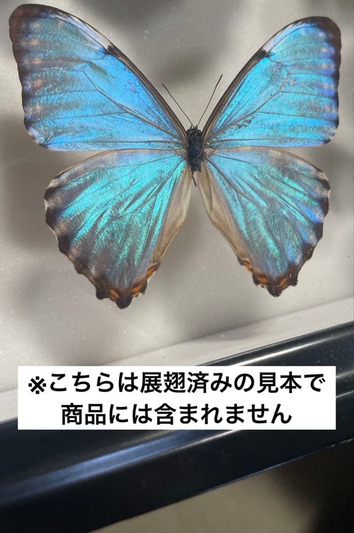 ポルティスモルフォ オス4頭セット