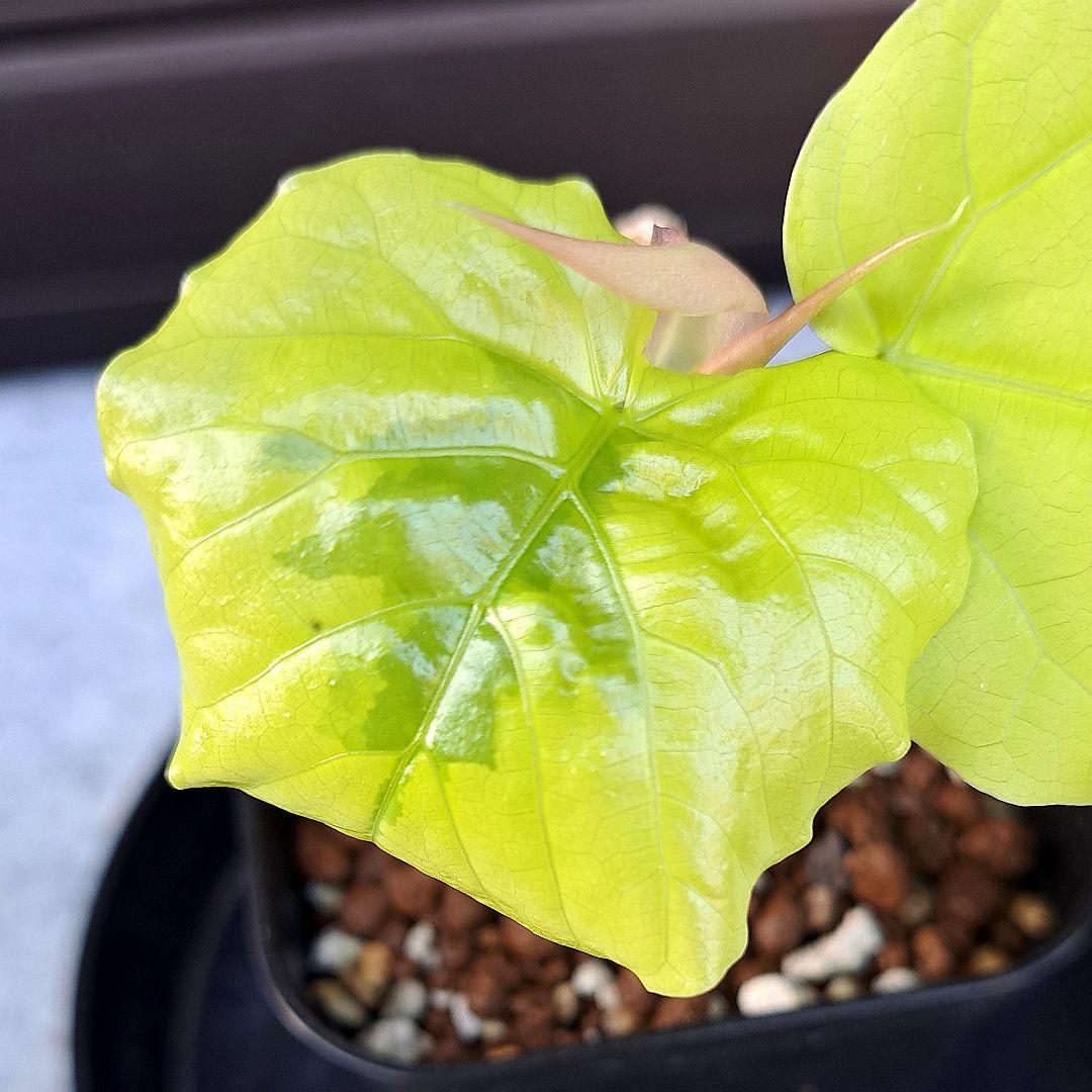 流通皆無‼️✩.*˚ウンベラータ 斑入り✩.*˚ 1