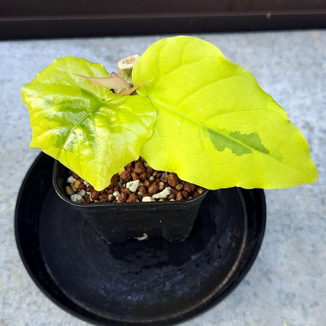 流通皆無‼️✩.*˚ウンベラータ 斑入り✩.*˚ 1