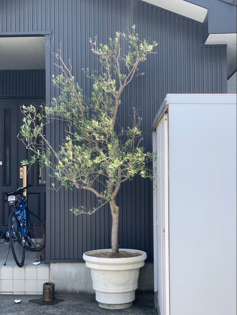 (引取り限定)オリーブの木