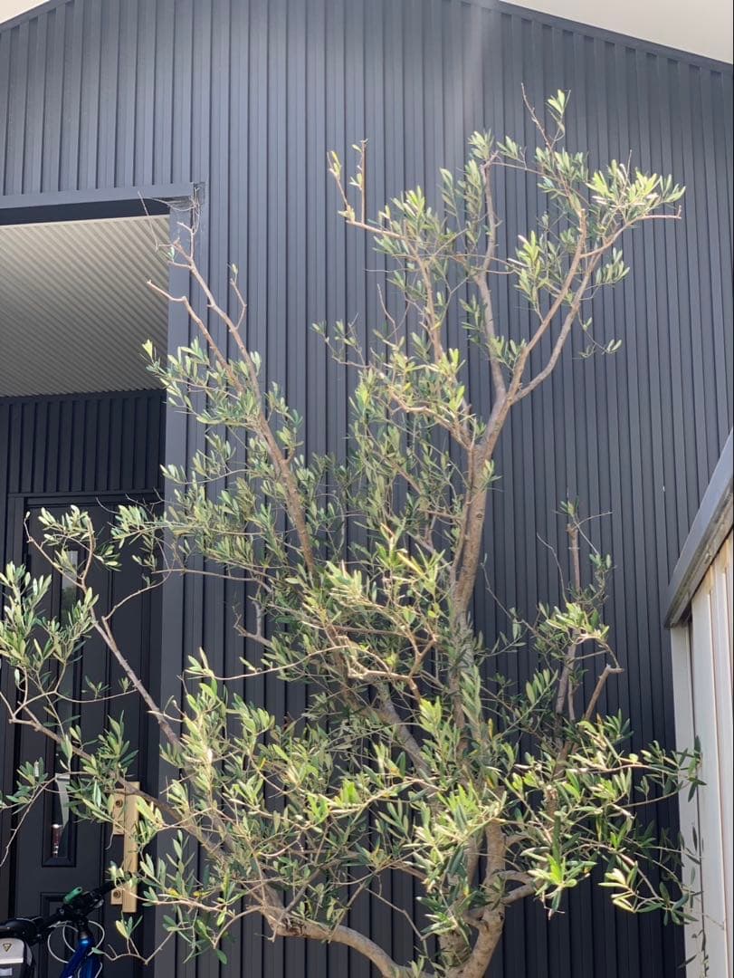 (引取り限定)オリーブの木