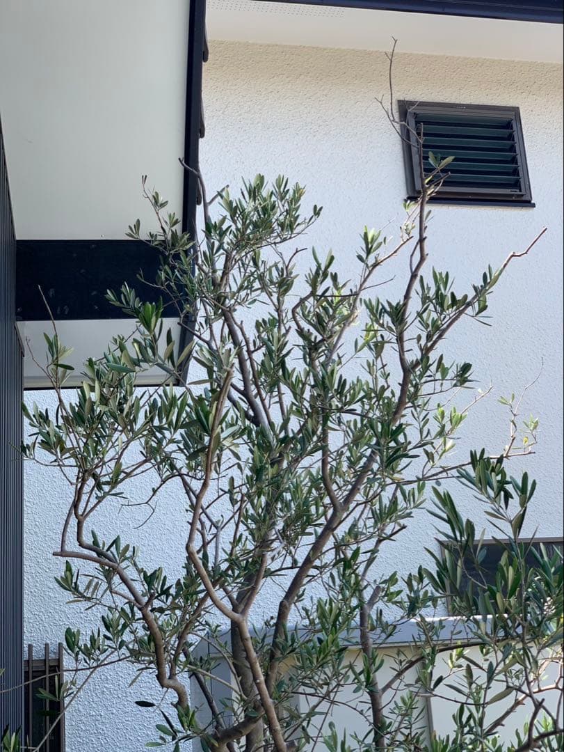 (引取り限定)オリーブの木
