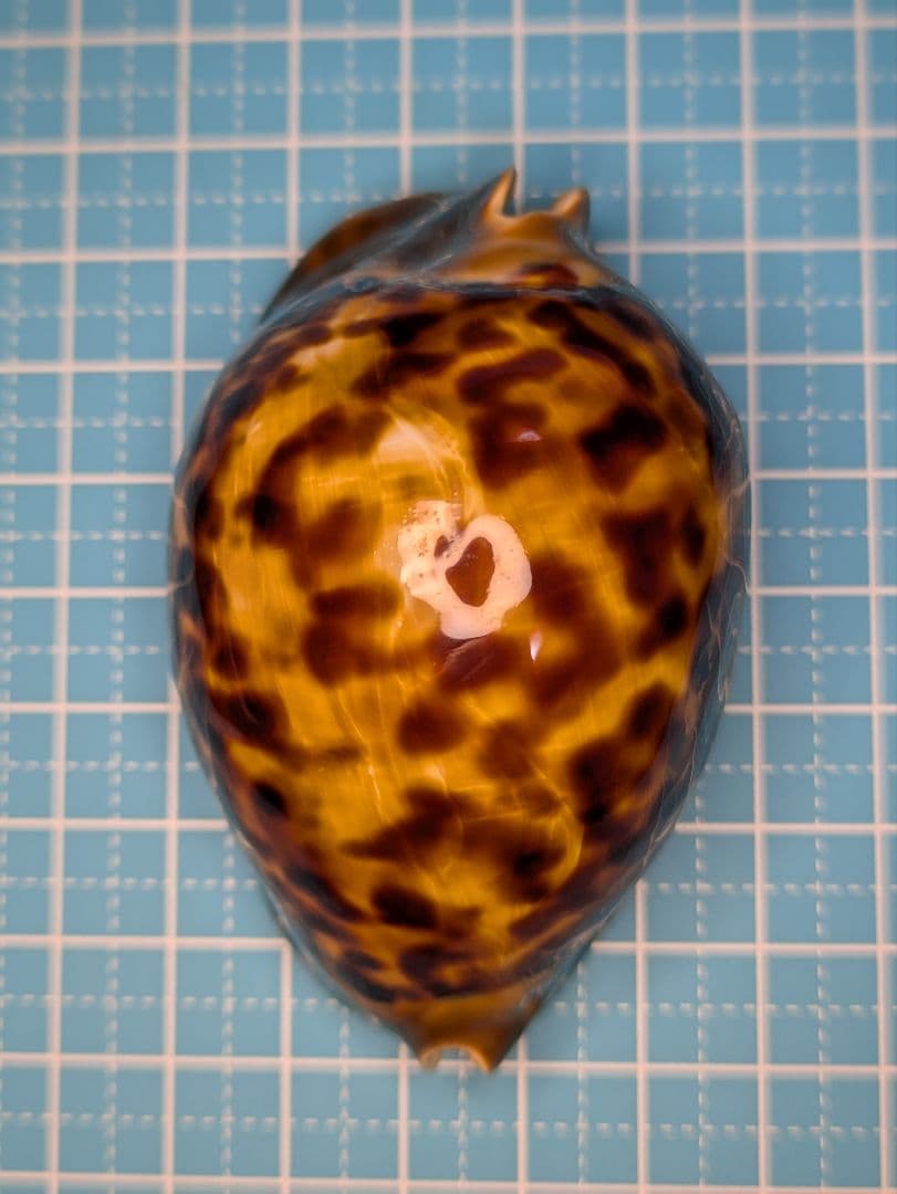 貝殻標本、タカラガイー52