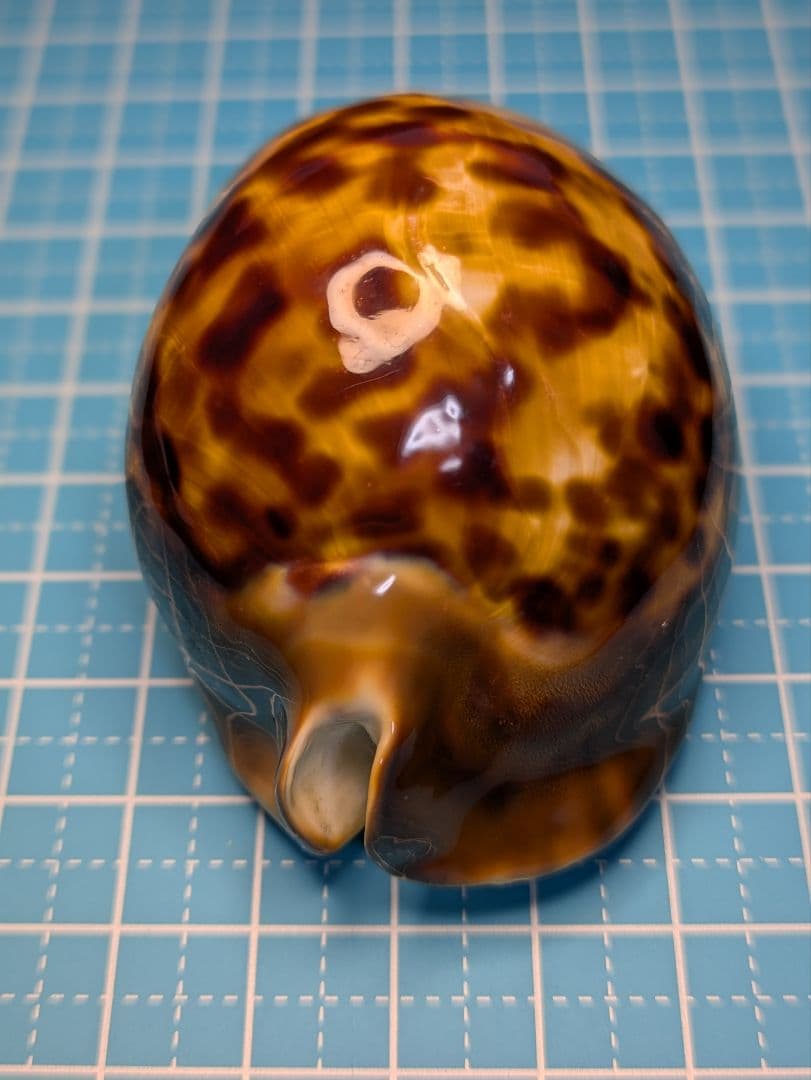 貝殻標本、タカラガイー52