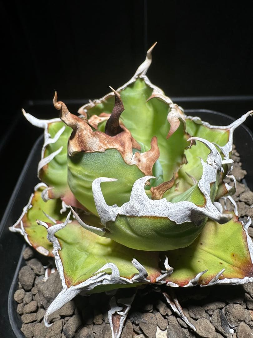 Agave　　オアハカ　オテロイ