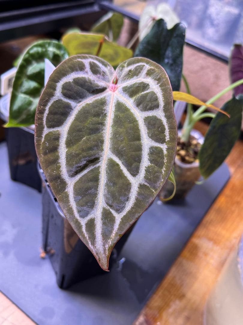 アンスリウム　Anthurium \