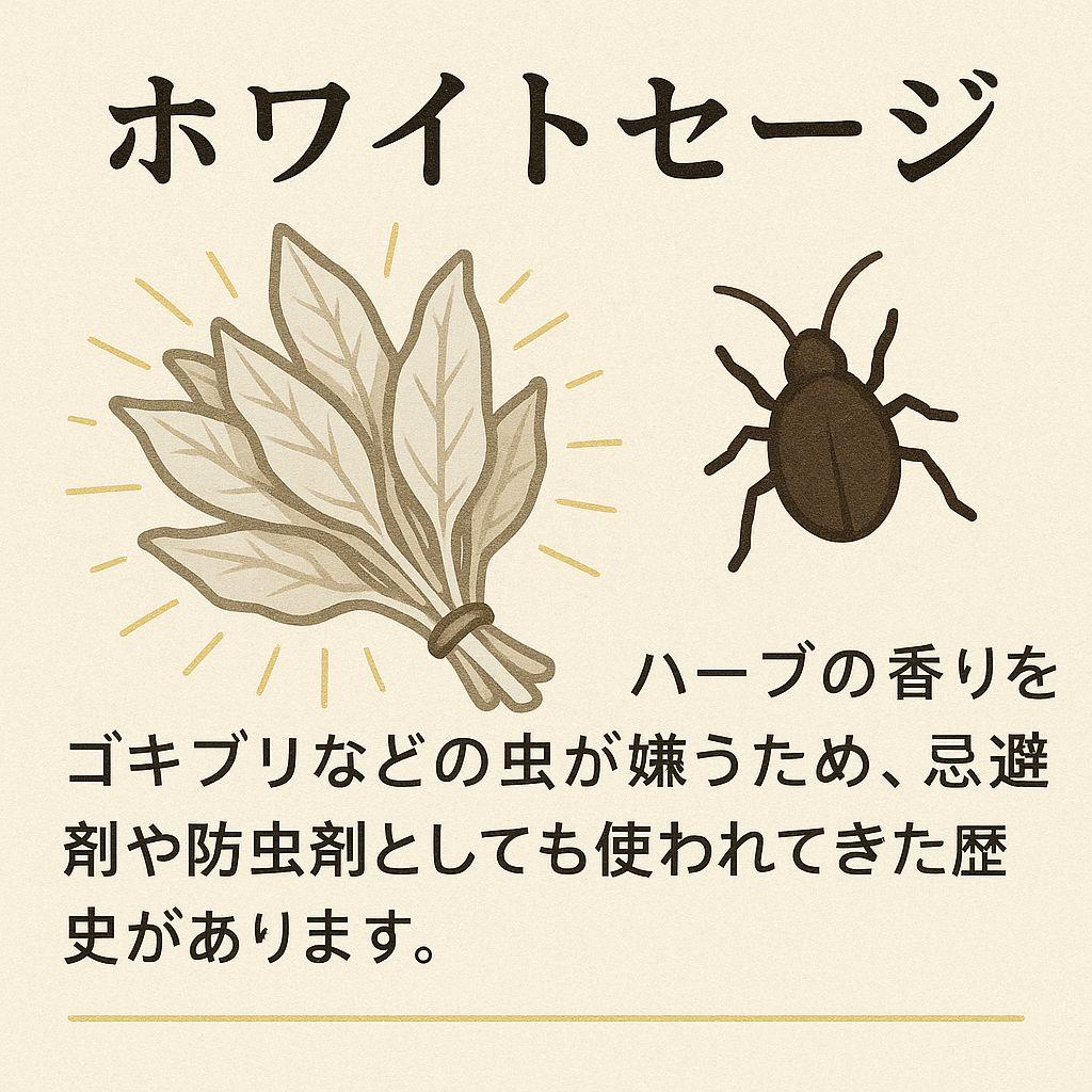 激安価格☆無農薬ホワイトセージ1kg箱入りお香浄化お徳用業務用