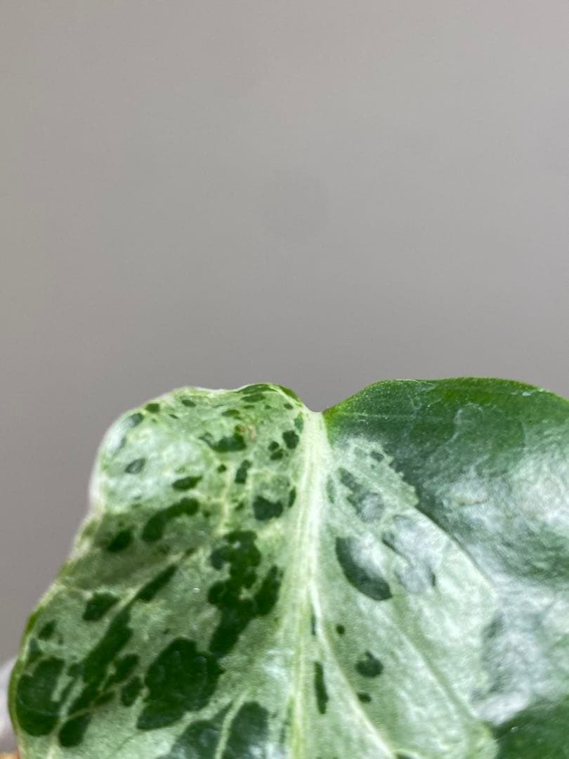 ①【全葉斑入り‼️】モンステラ　デリシオーサ　バルバソー　フシギダネ/ベトシオーサ