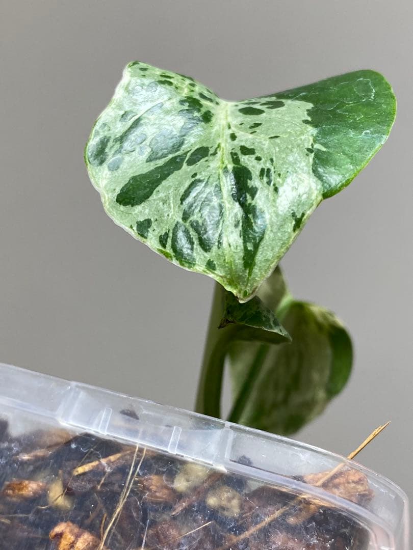 ①【全葉斑入り‼️】モンステラ　デリシオーサ　バルバソー　フシギダネ/ベトシオーサ