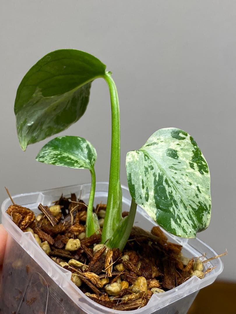 ①【全葉斑入り‼️】モンステラ　デリシオーサ　バルバソー　フシギダネ/ベトシオーサ